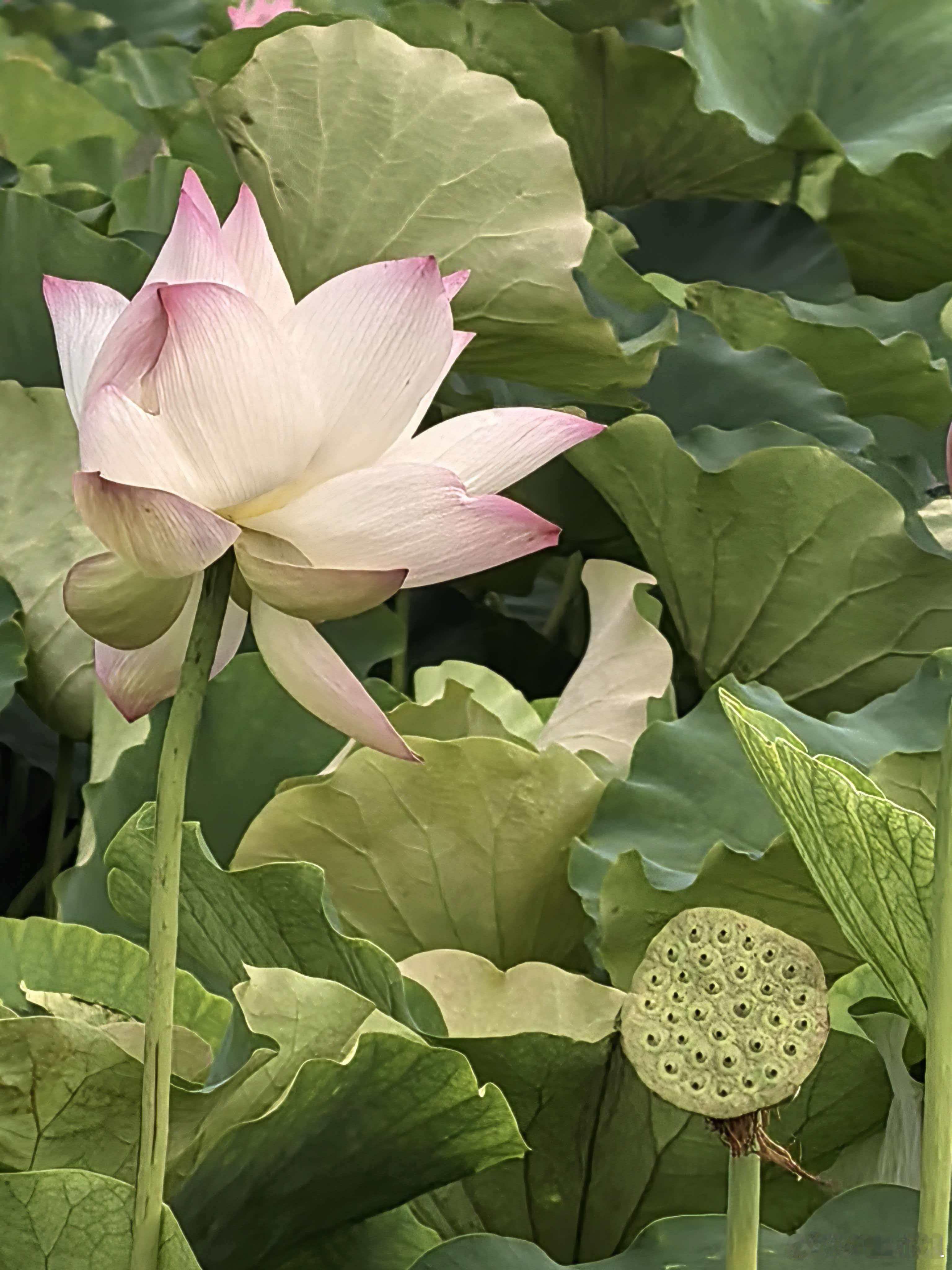 清晨来一组荷花，给大家消消暑，这是我家后面公园，水景园的荷花，咱就说，美不美吧这