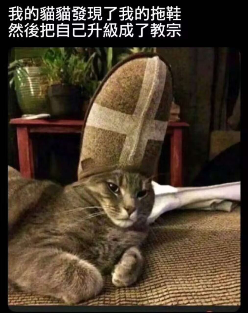 猫猫教教主 