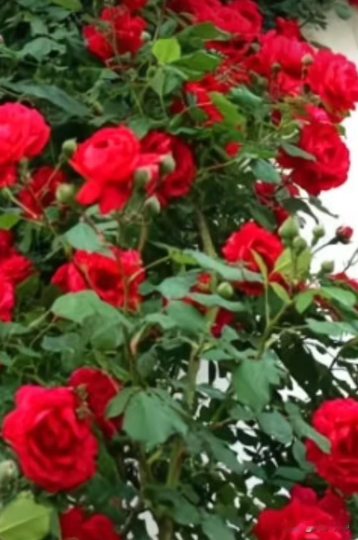 高纪明(山东)
暮春随题
花在春来开得艳，人逢喜事笑声频。
若拿过去说今日，怎会