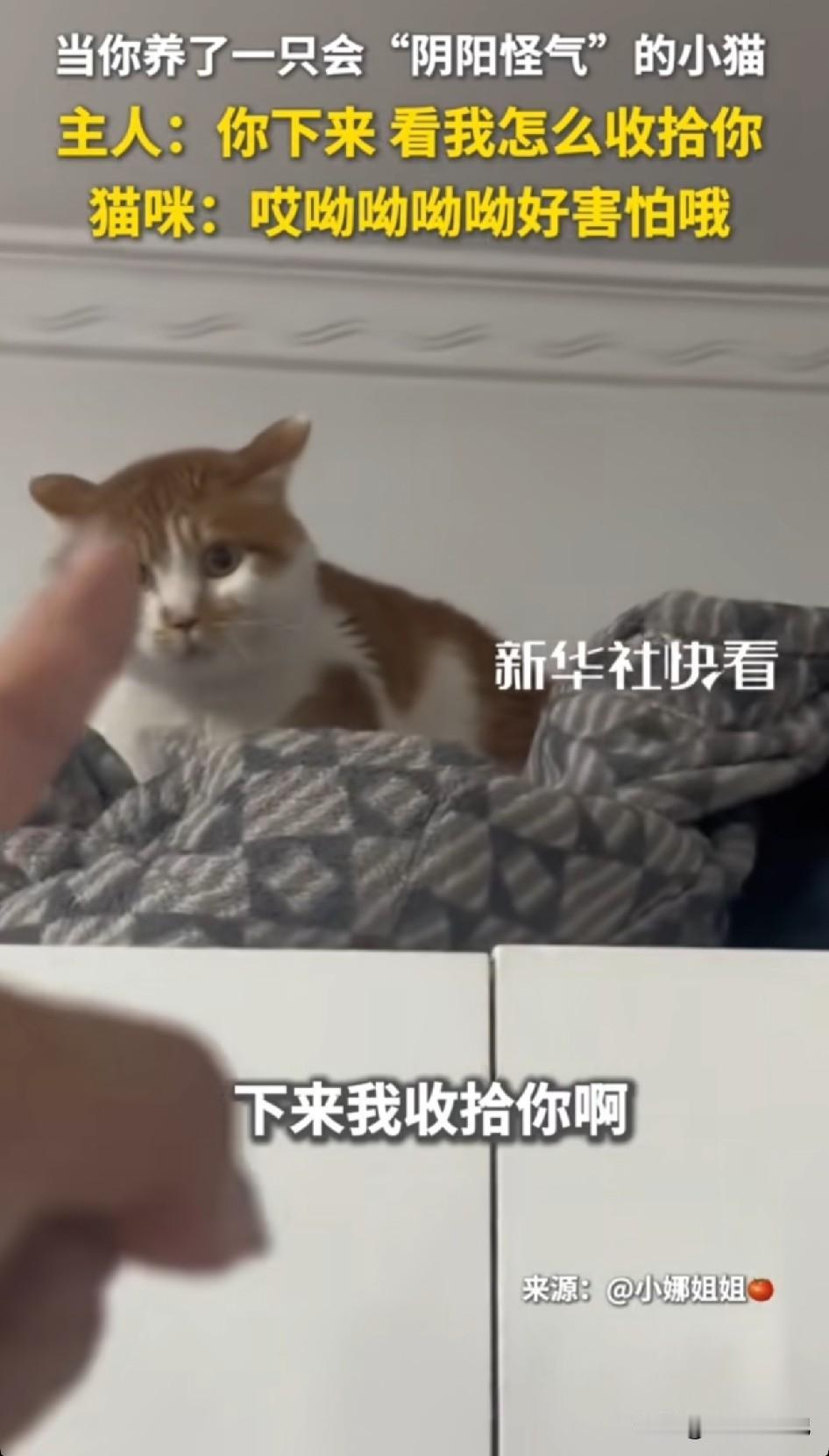 家人们，见过会阴阳怪气的小猫咪吗😂
 
主人指着柜子顶上的小猫放狠话：你赶紧下