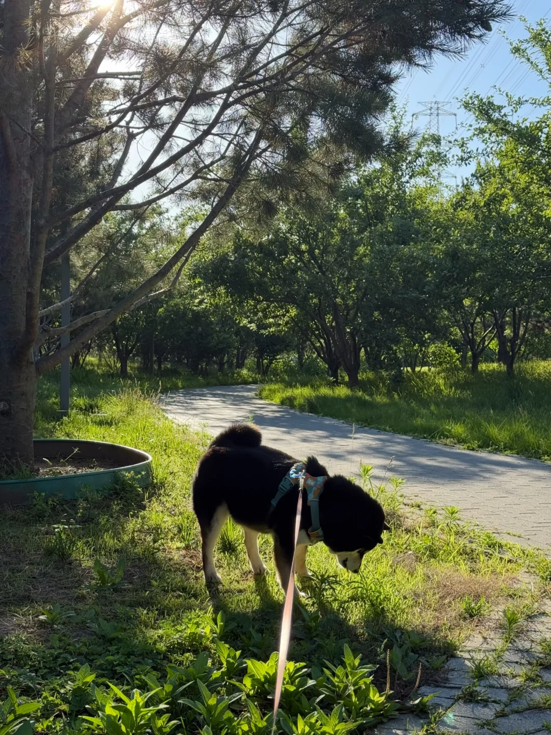 早上六点多，小狗忙着减肥