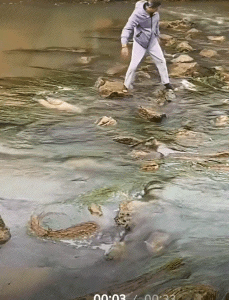 云南，一河坝中间两条大鱼在河中被石头卡住了，河坝上一位大爷看到后，竟直接翻越围栏