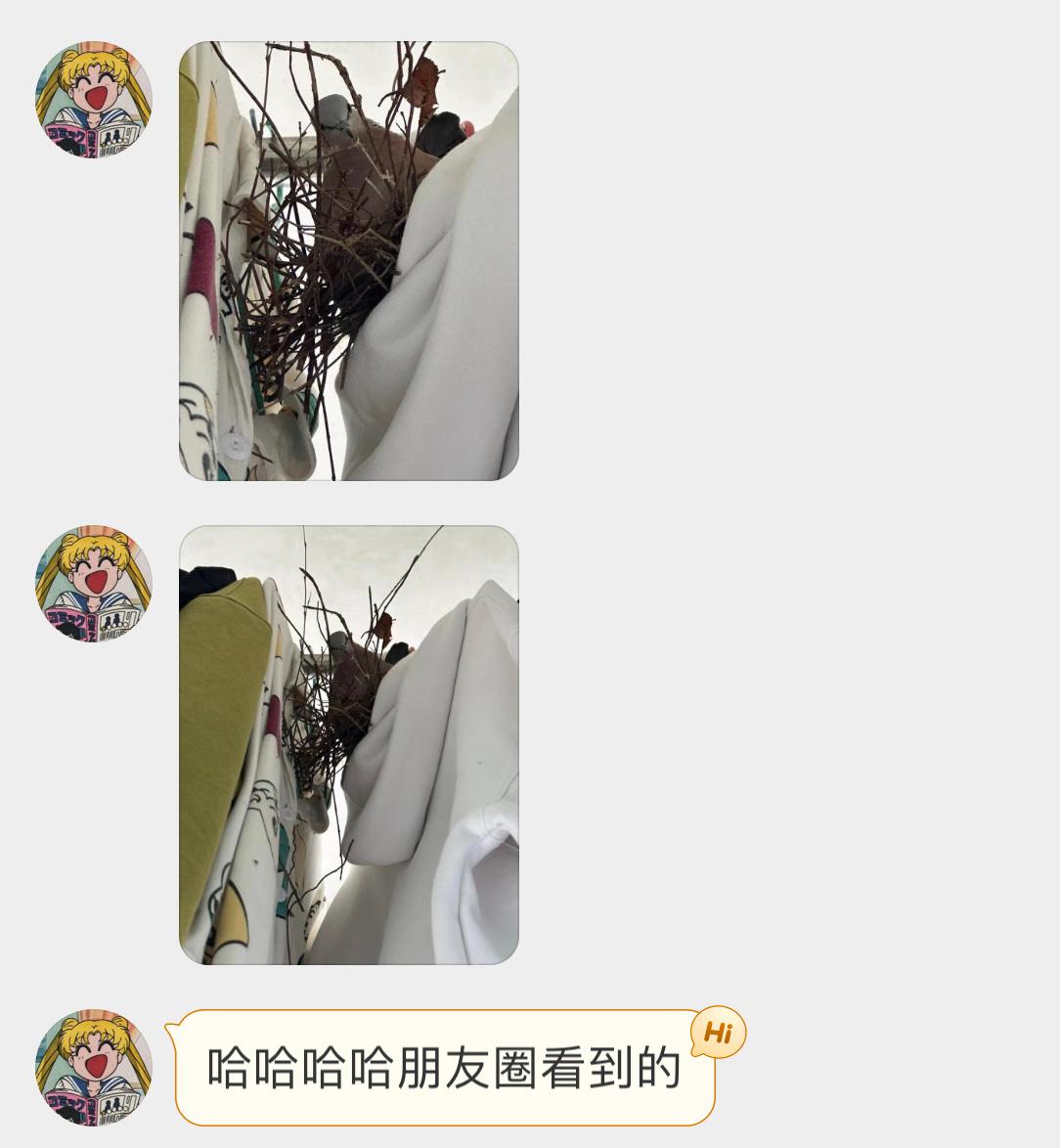 #鸟粉投稿# ？？？笑不活了阳台衣服几天没收，珠颈斑鸠在上面窝都搭好了…… ​​