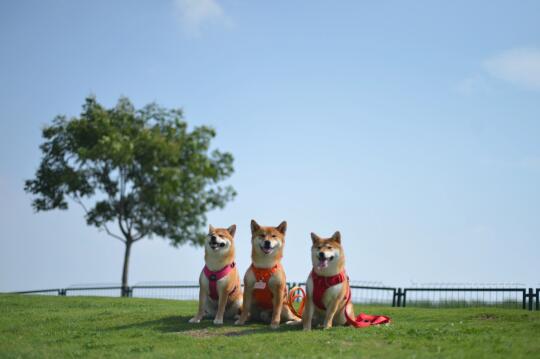 宫崎骏的夏天 🍃武汉遛狗圣地二妃山