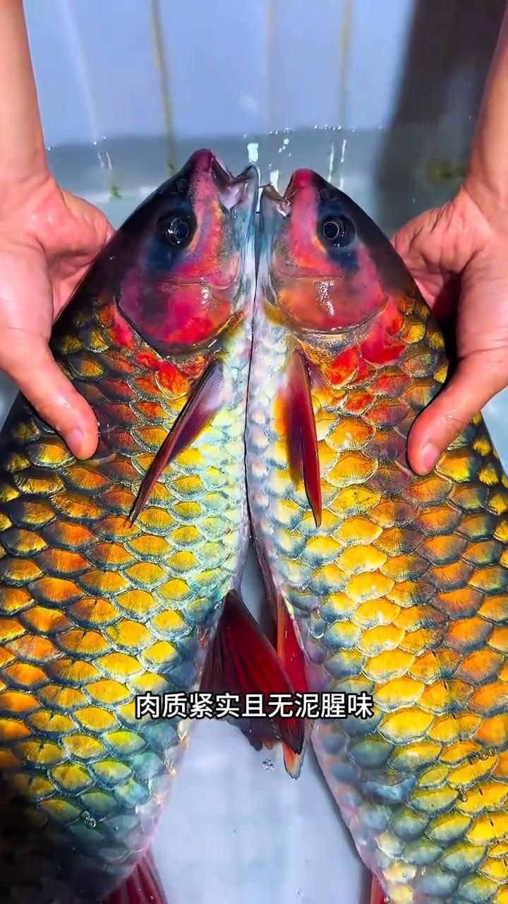 ·这是什么鱼？这是贵州溪流的清波鱼，以爽脆鲜甜而闻名，属于淡水鱼中的上品，一斤约