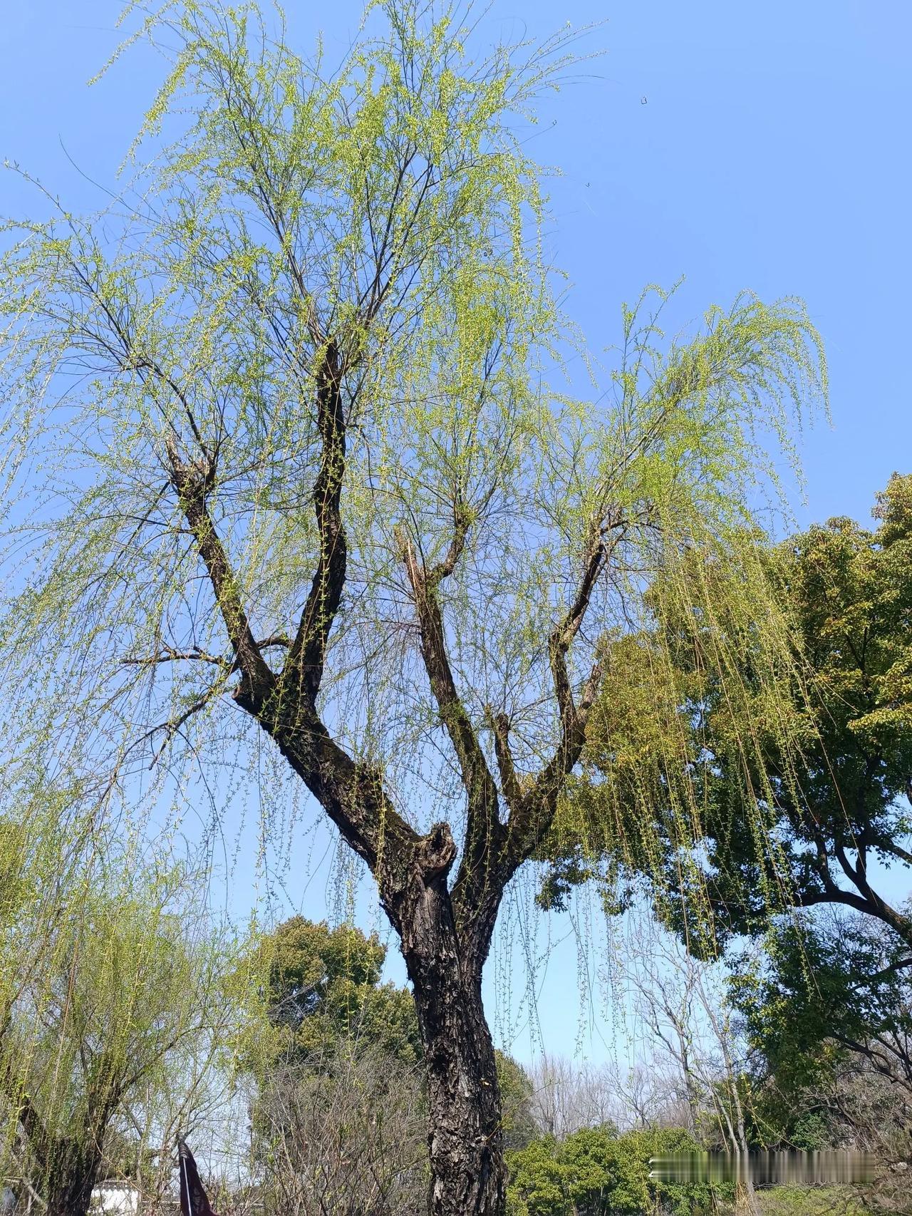 阅读，品茶，学佛；听风，看雨，旅游。目望天涯，身心清净。