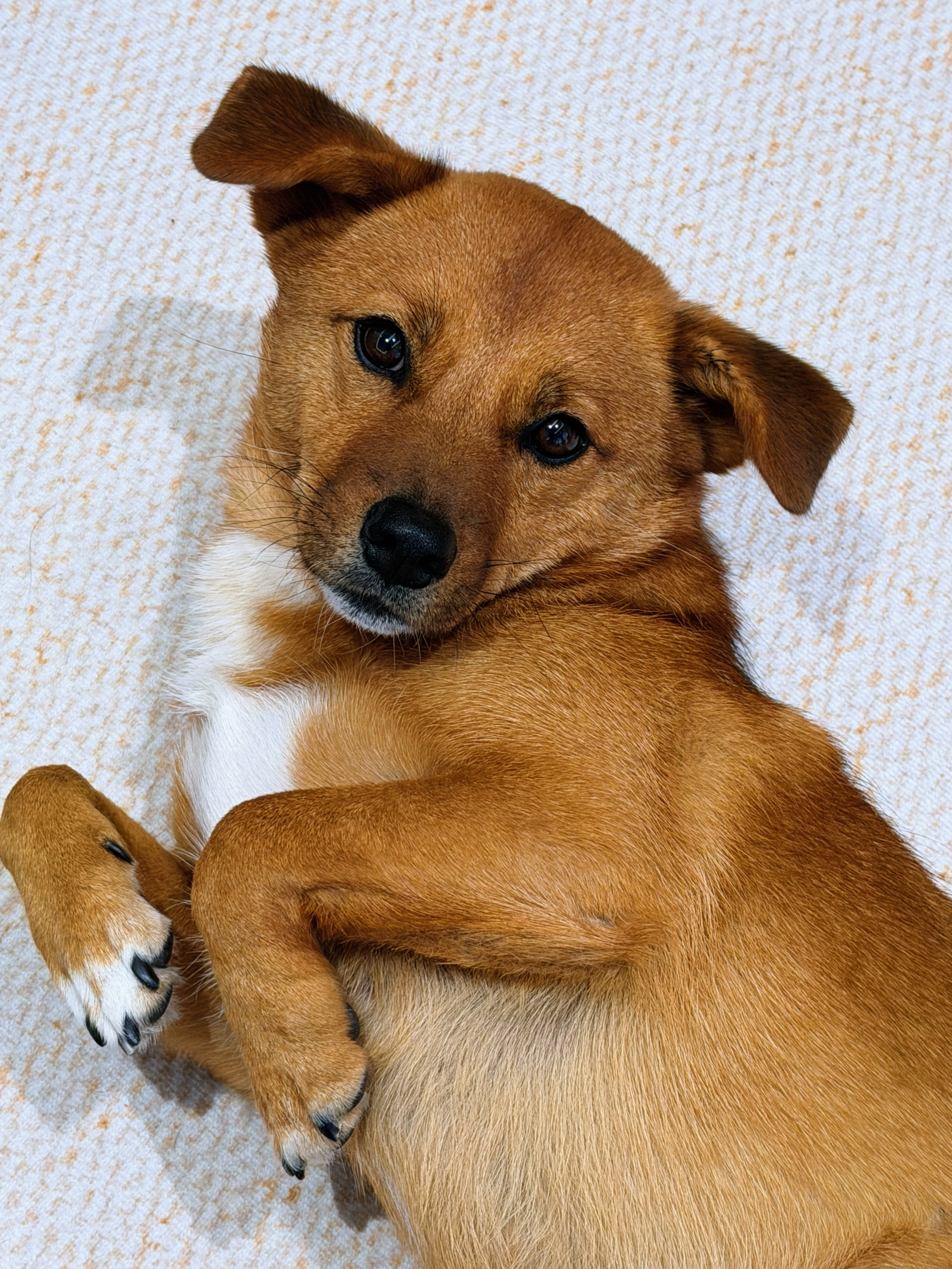 十个勤天李昊 昊昊小红薯更新：点赞双位数太子回归第四季