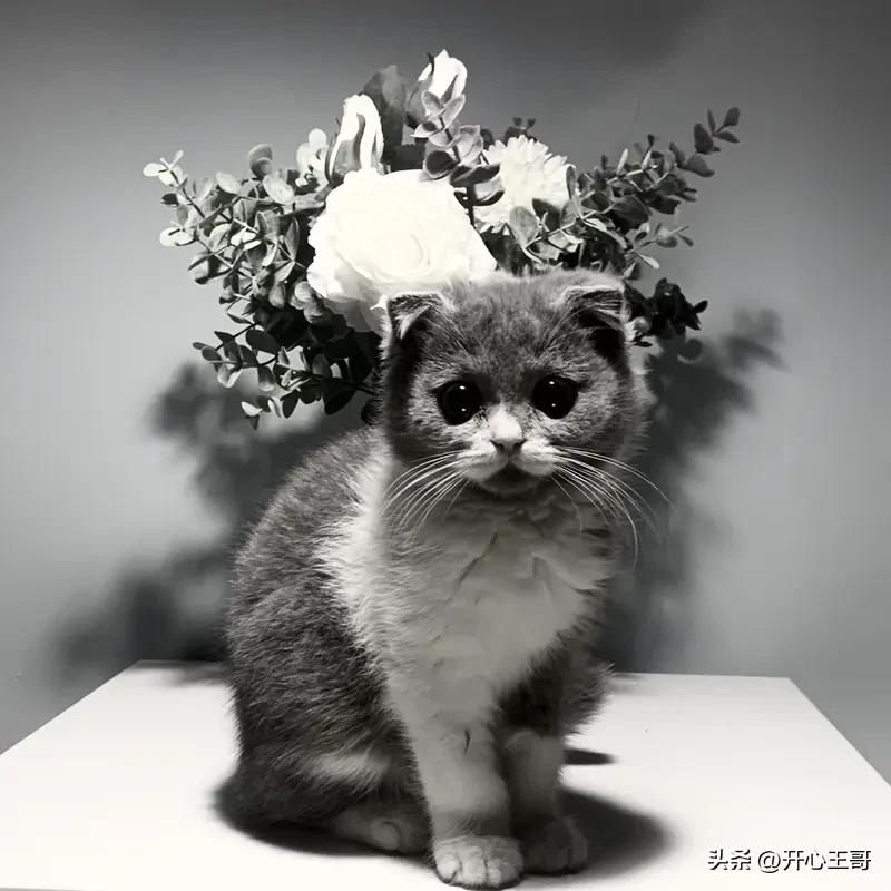 晒出手机最新的一张猫咪照片猫系萌照 猫咪ø 猫系生活照 猫咪大片照 猫咪壁纸自拍