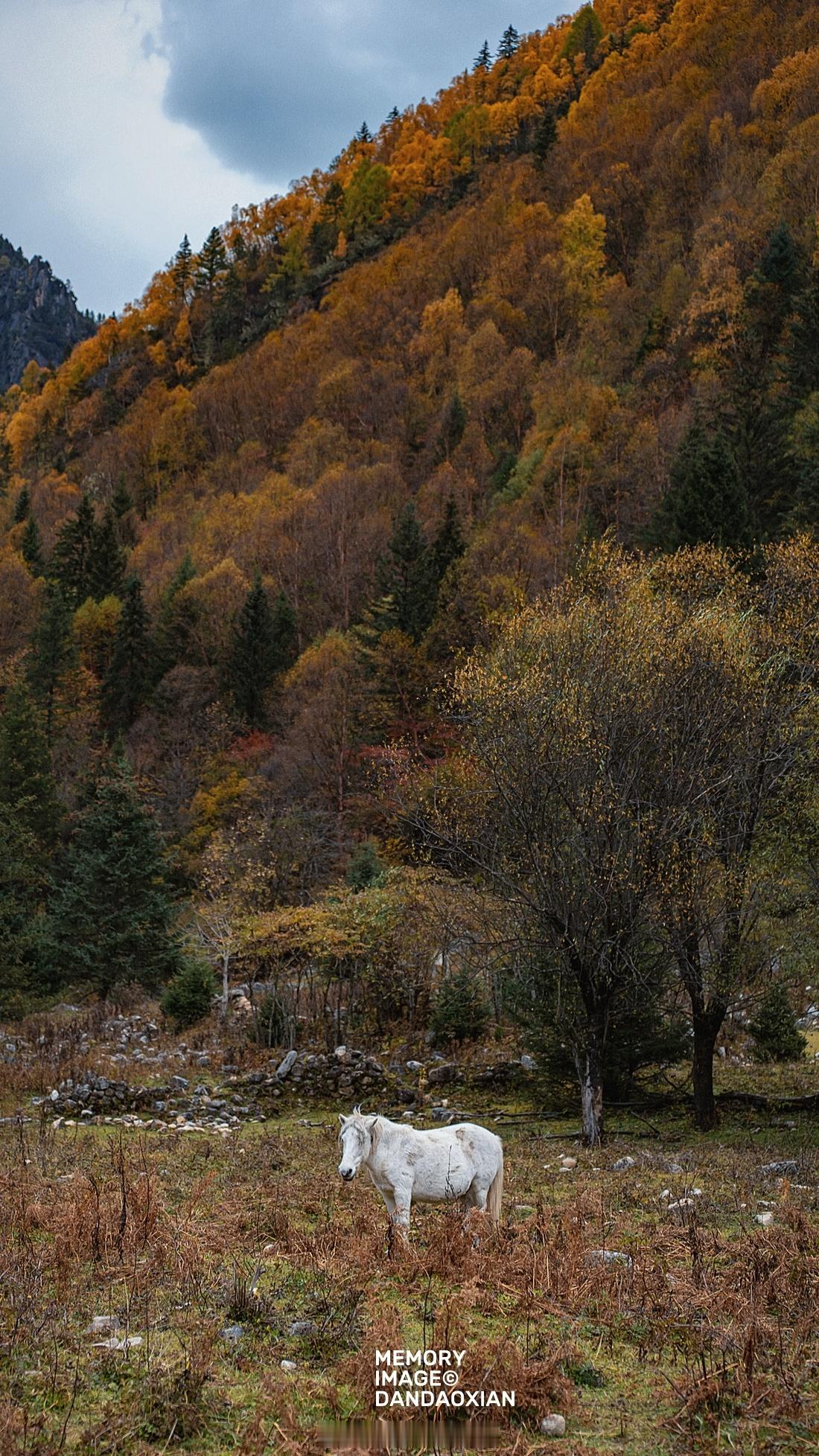 喂马，劈柴，周游世界 ………Morningﾉ☀！玉科草原MEMORYIMAGE©