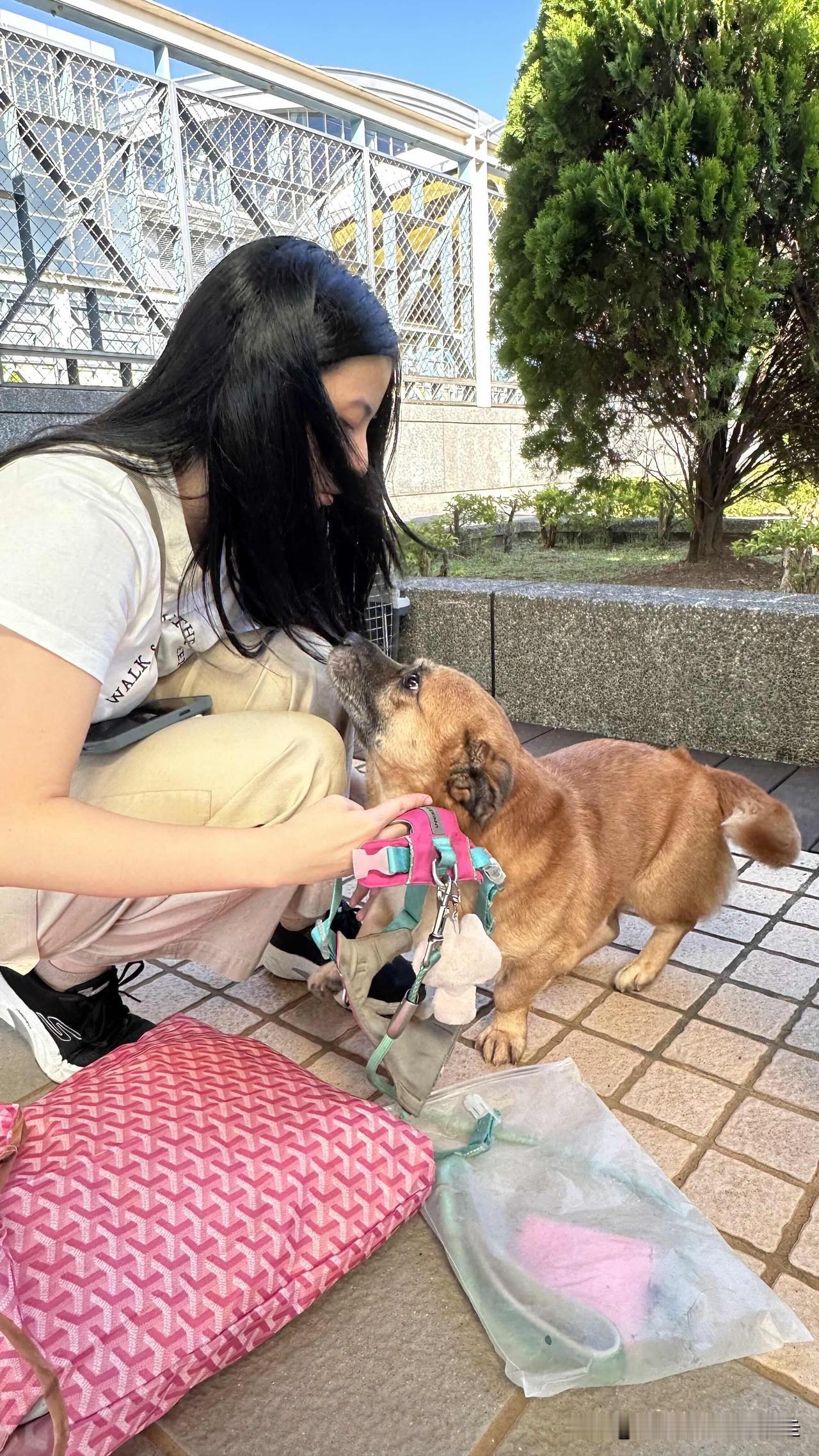 回台第七天，从苏州带回台北的爱犬「魔魔」终于隔离期满，昨天去动植物防疫检疫局把牠