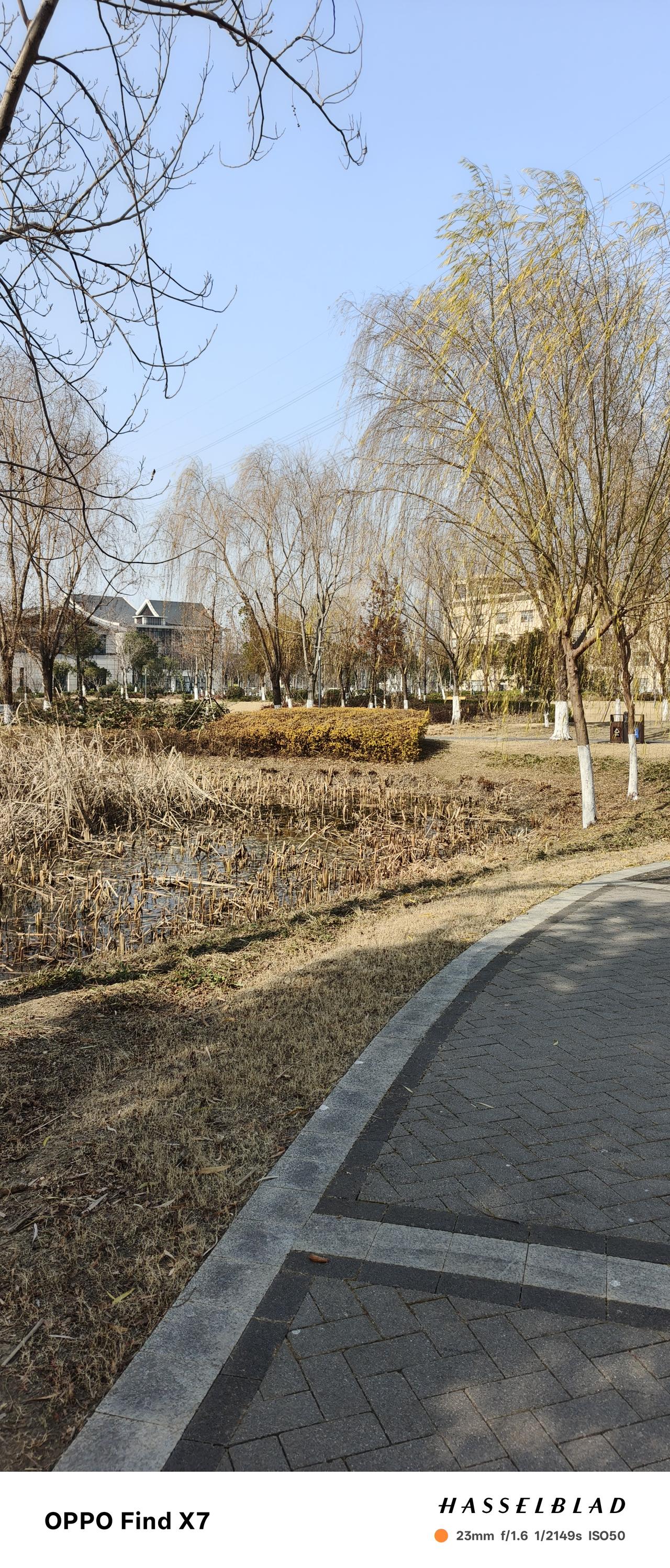 无锡的湿地公园
家后面是一个长长的公园，公园是新建的，游人不多，爱晒太阳的我成了