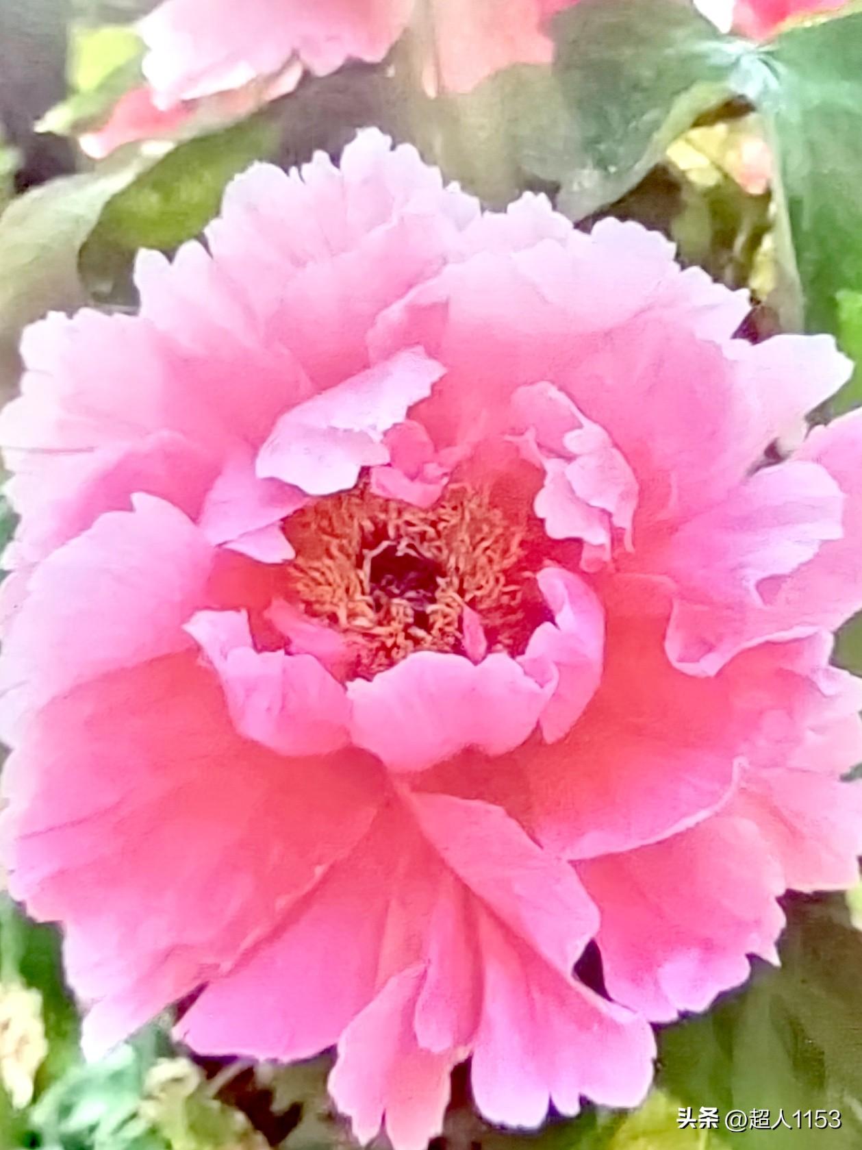 [微风][微风][玫瑰][玫瑰][玫瑰]
美好的春天含笑而来，
愿我们在冷热不定