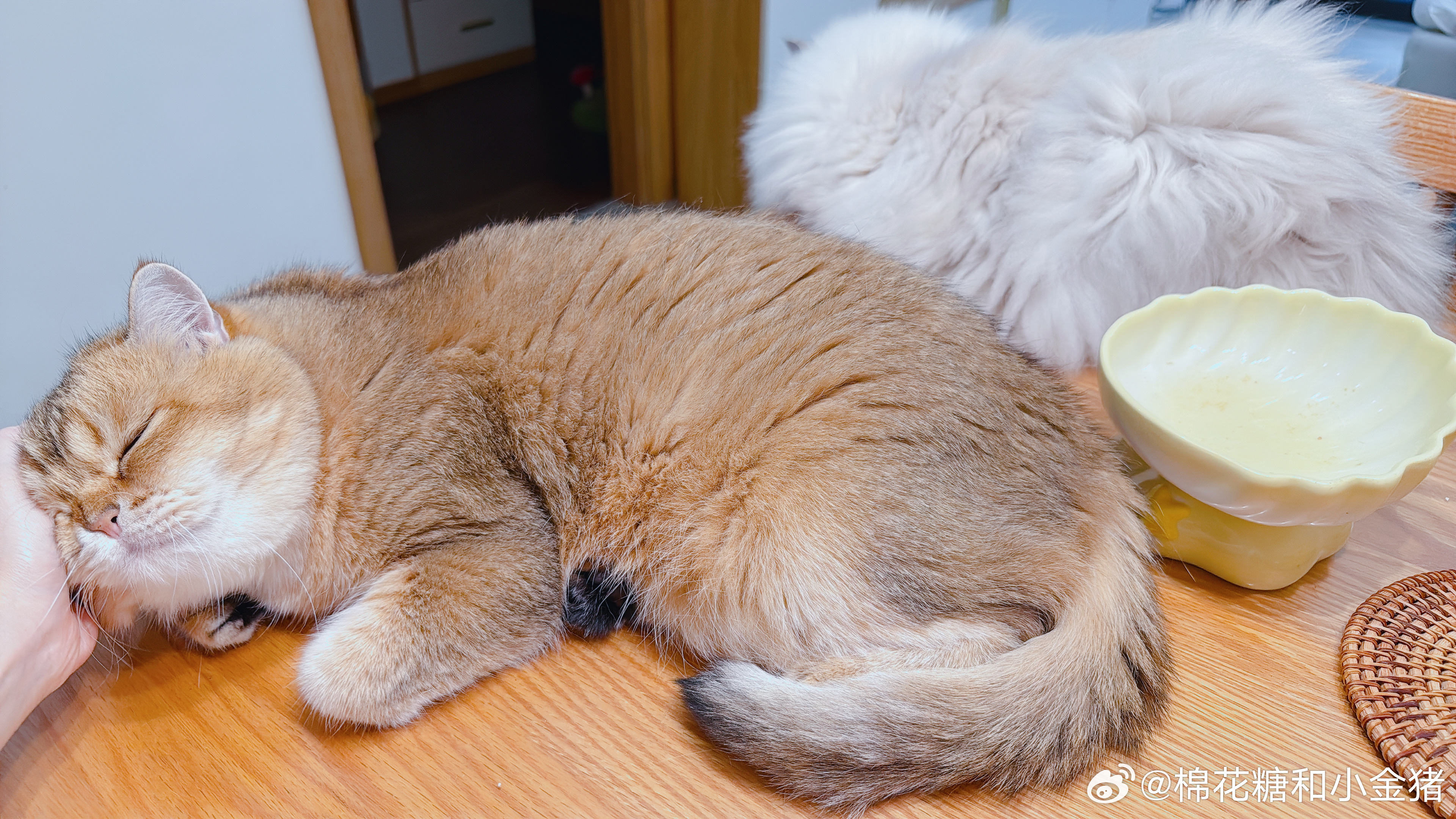 怎么会有澜澜这么可爱的小金猪