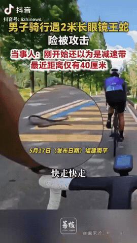 5月17日，福建南平，一名男子骑行时误将路中间的2米长眼镜王蛇当成减速带，直到离