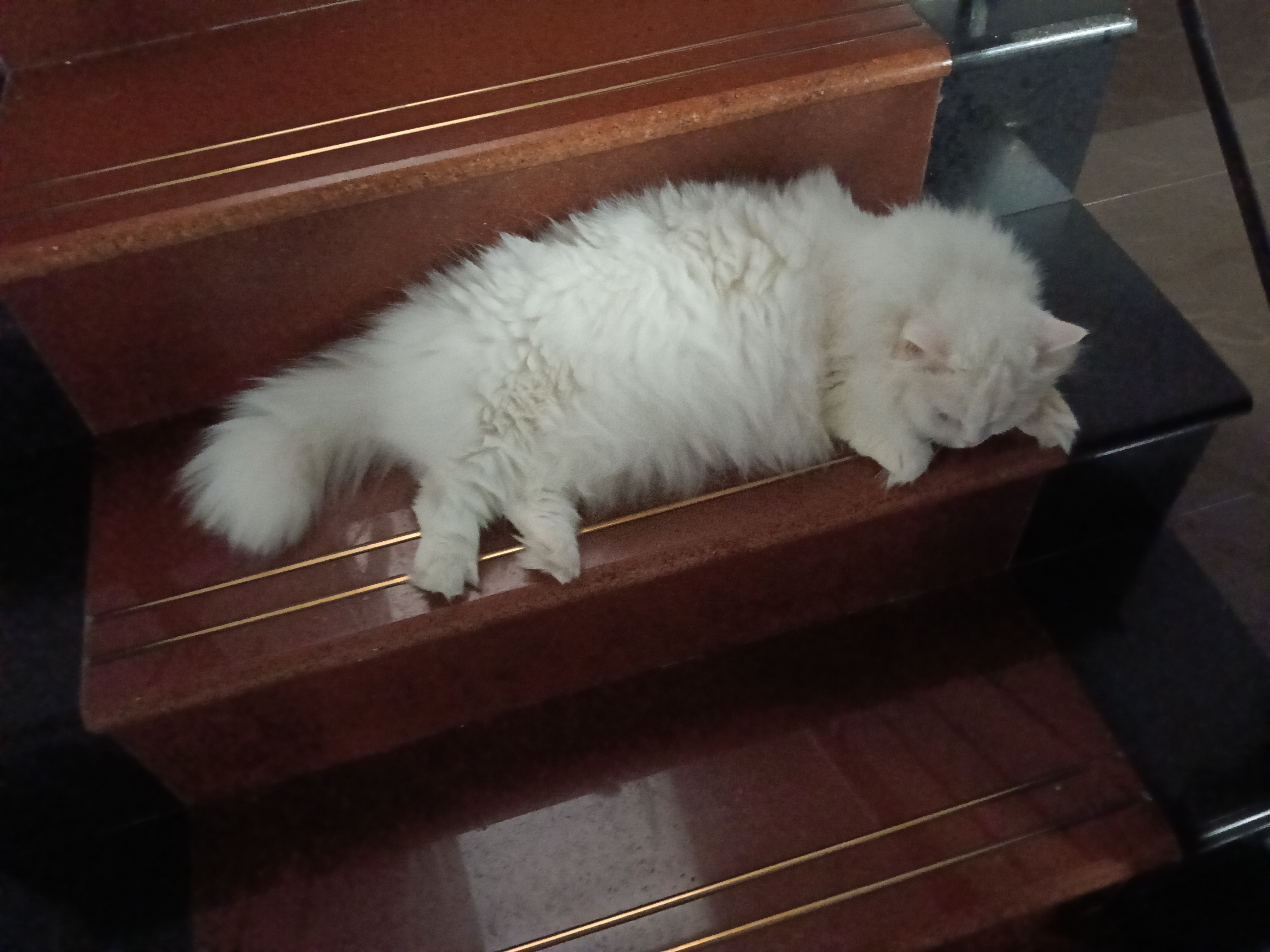 玖宝女孩leo小猫吃不到披萨，馋哭了 