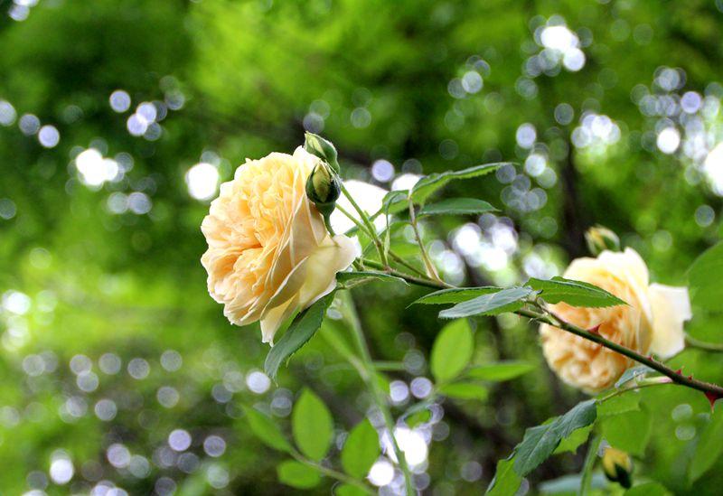牡丹国色动京城
月季风光开宋州

——立夏时节，牡丹早已凋零，月季已然盛开。任时