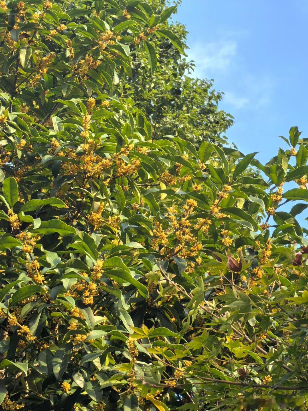 ᴴᵉˡˡᵒ , ᴺᵒᵛᵉᵐᵇᵉʳ.十一月，你好，愿一切美好都如期而至，喜欢的都拥