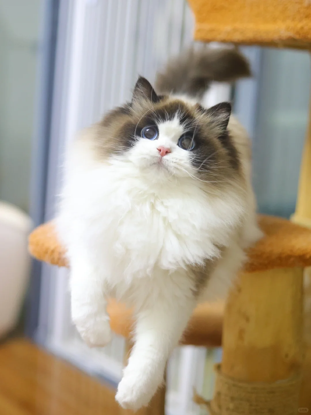 我的海双坠坠坠好看😻