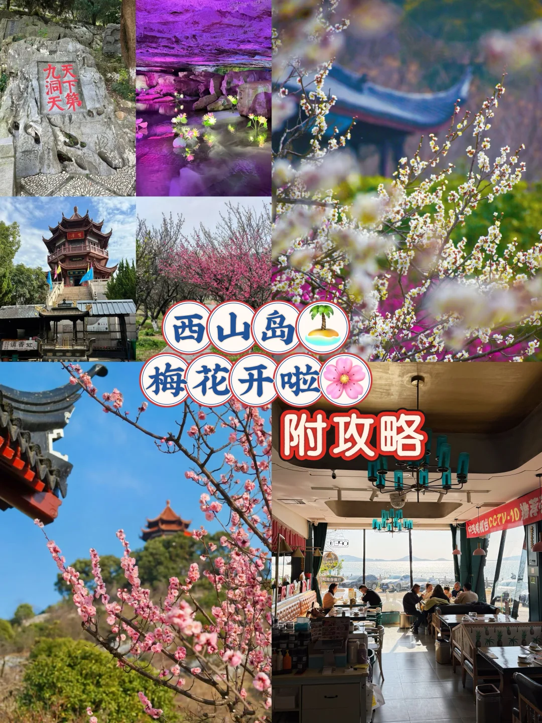苏州西山岛的梅花开了❗️附攻略