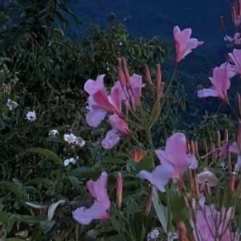 每日一善  每日一善   阳光信用 学会不为过程的缓慢而焦虑，即使暂时未能如你所