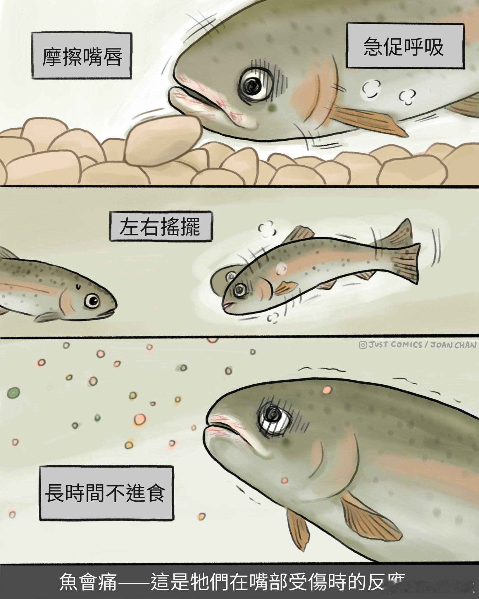 这些故事基于二十多年前的关键研究：鱼能感受痛苦，受伤会改变行为，而止痛药能减轻这