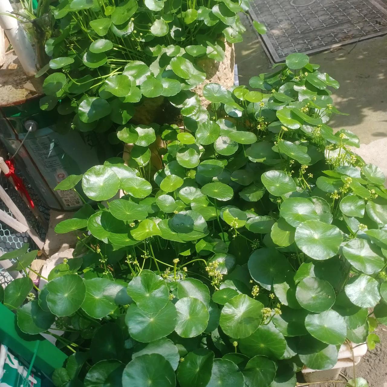 这个世界有点乱套。美国想要搞G2，欧洲是六神无主，又回想起俄能源的好，想拉俄入G