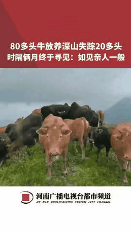 万万没想到！2025年8月江西，男子家里丢了20头牛，一直没找到，两个月后他在山