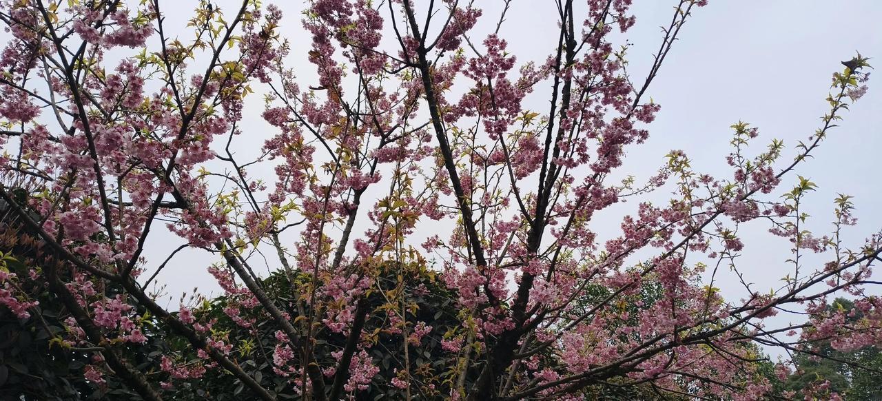 打油☆龙抬头☆游世博园

之一
龙醒抬头日，
春回大地时。 
雷声催雨落，
云影