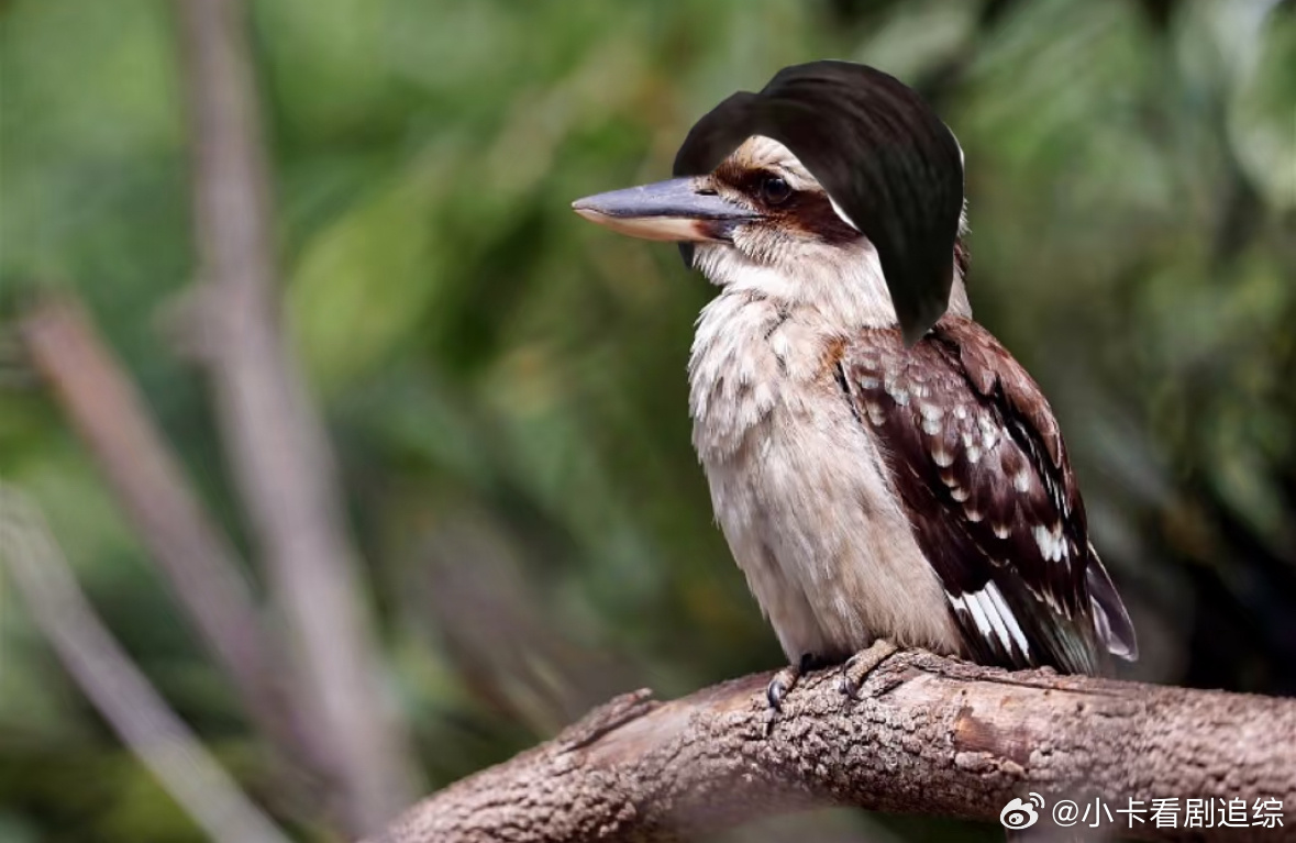 找到陶喆freestyle的灵感来源了陶喆鸟应该长这样哈哈哈哈哈赐刘海陶喆演唱会