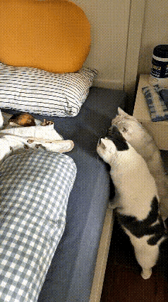 家里两只猫咪，竟成了宝宝的专属“小保镖”！
 
自从家里小宝宝出生，这俩小家伙就