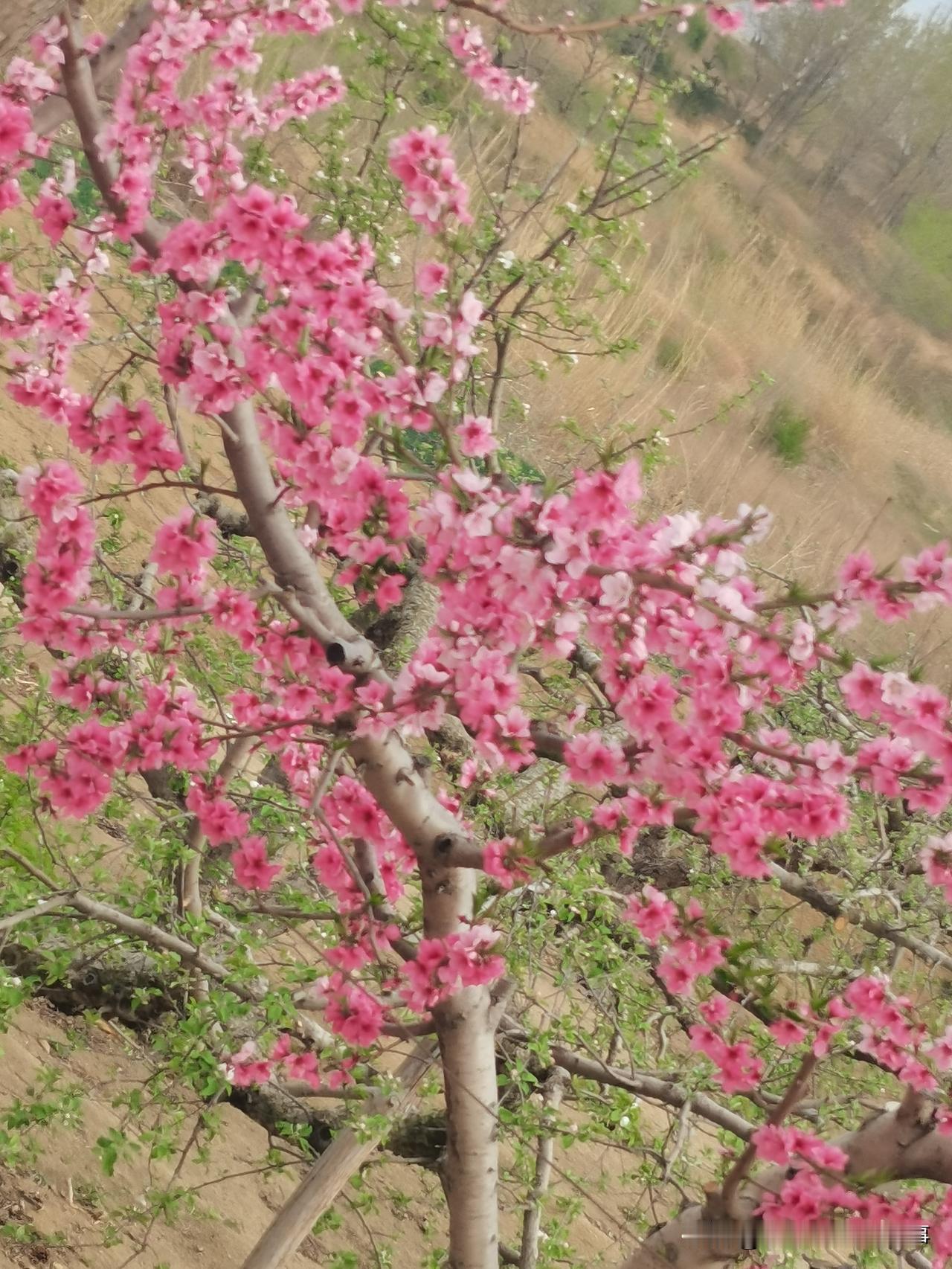 最近几天，听到了村里发生的一件让人百思不得其解的事儿…
村里一位85岁的老人，隔