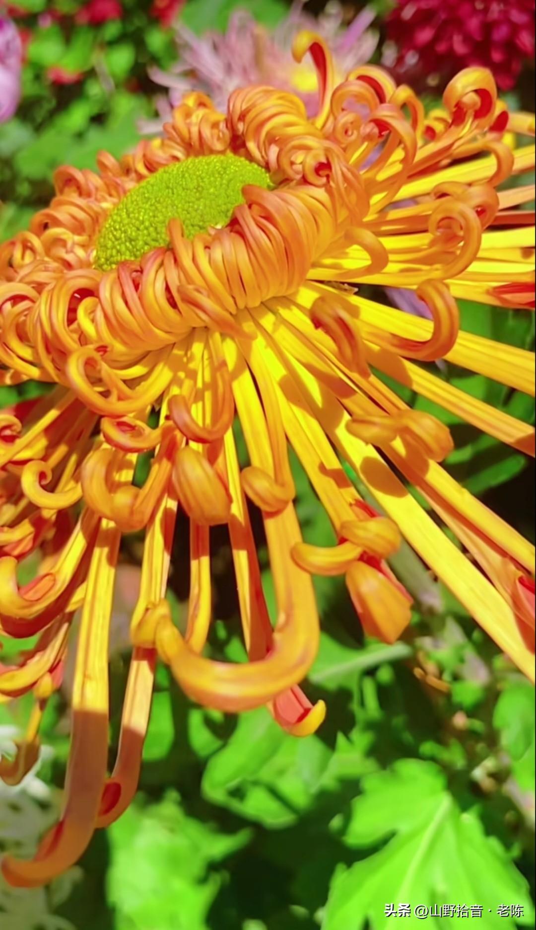 秋意浓时菊正艳，千姿百态醉人心🌼。金黄如霞，粉紫似梦，每一朵都藏着秋的温柔与坚