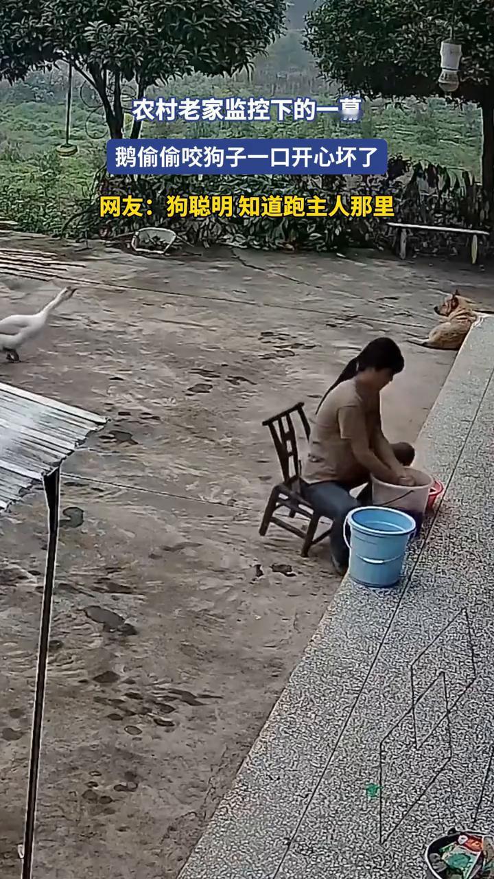 农村老家监控下的一幕，鹅偷偷咬狗子一口开心坏了。
网友：狗聪明知道跑主人那里。