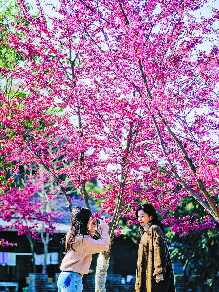我们来到了一片花海，远远望去，那是一片花的海洋。红的像火，粉的像霞，白的像雪，各