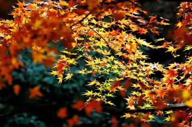 秋意渐浓，如同一杯精心调制的陈酿，沉香醉人，在时光的长河中慢慢蔓延开来。

秋色