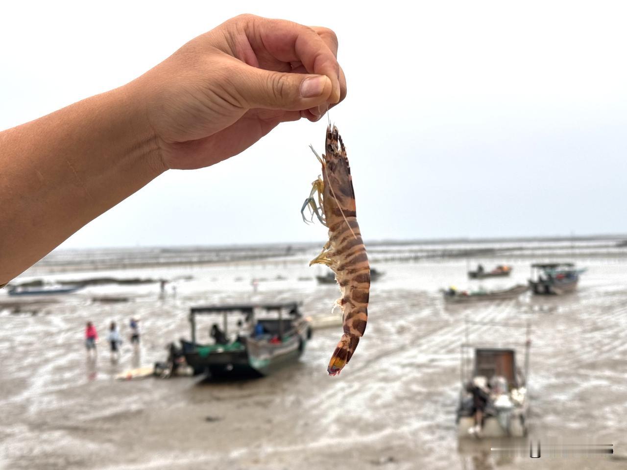 【春分下的簕山古渔村涂滩】一半春光染遍眼前的景致，一半春色随着咸湿的海风，悄然入