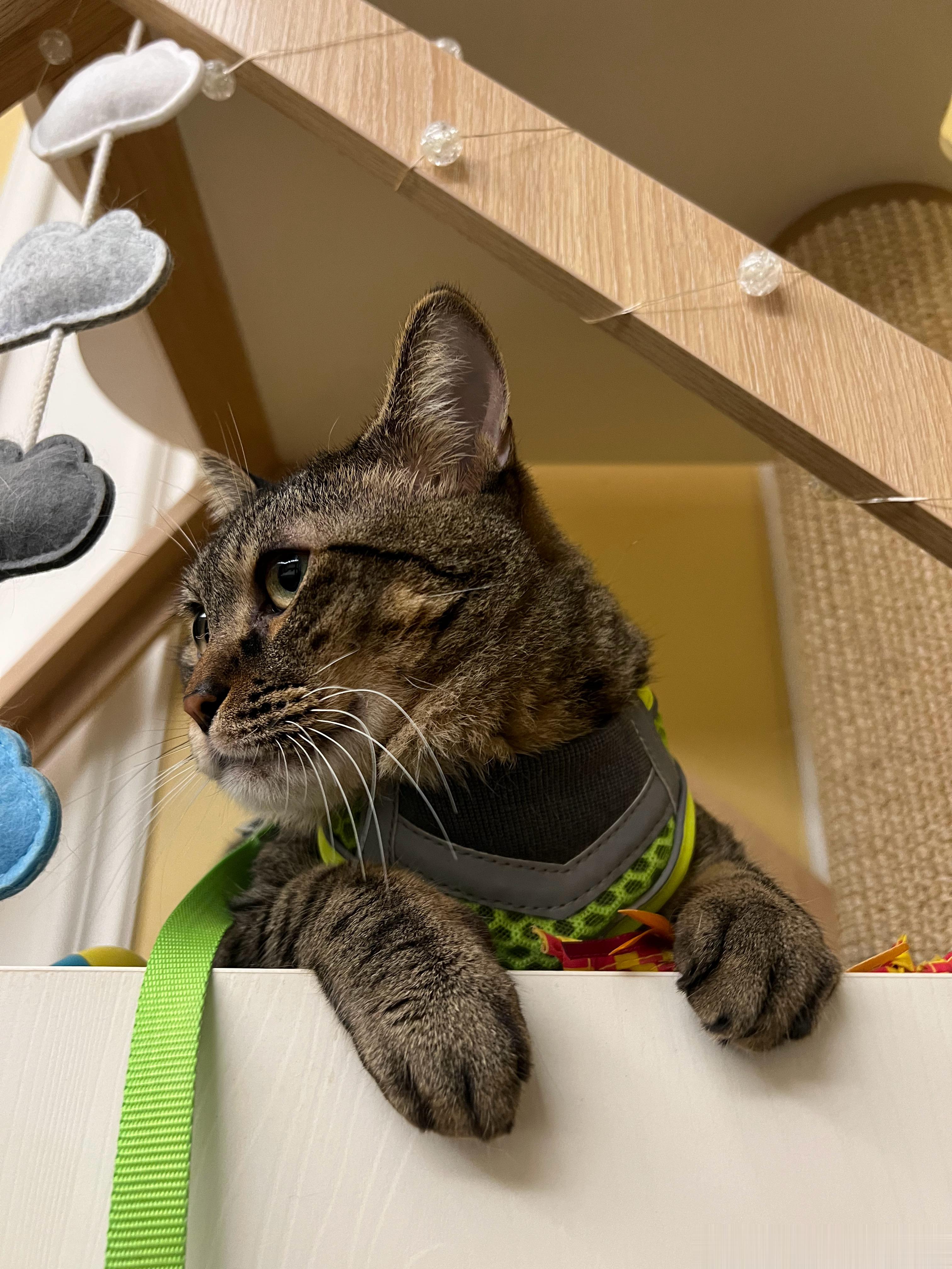 有点好看回来了吧？我养猫，有的是手段！ ​​​