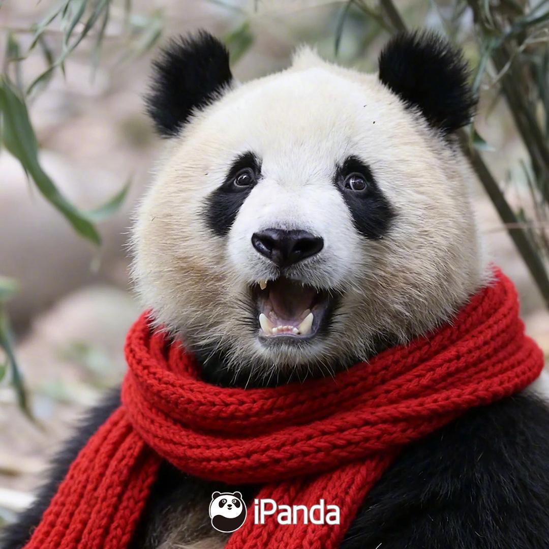 【仪式感！大熊猫率先拿捏新春氛围】野生动物101群，大熊猫已经率先拿捏住了新春氛