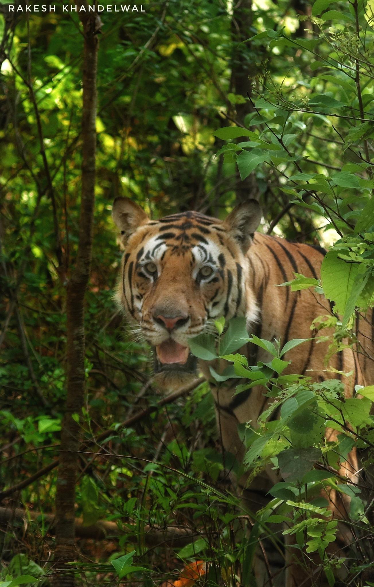 【坎哈】位于Kisli核心区，目前强势的年轻雄虎t220“MV男-1马...