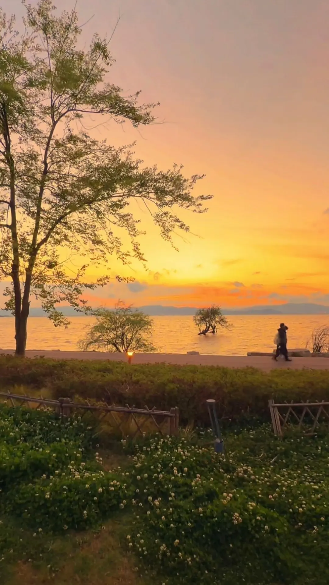 可以看看你拍的树杈和花花🌸吗？