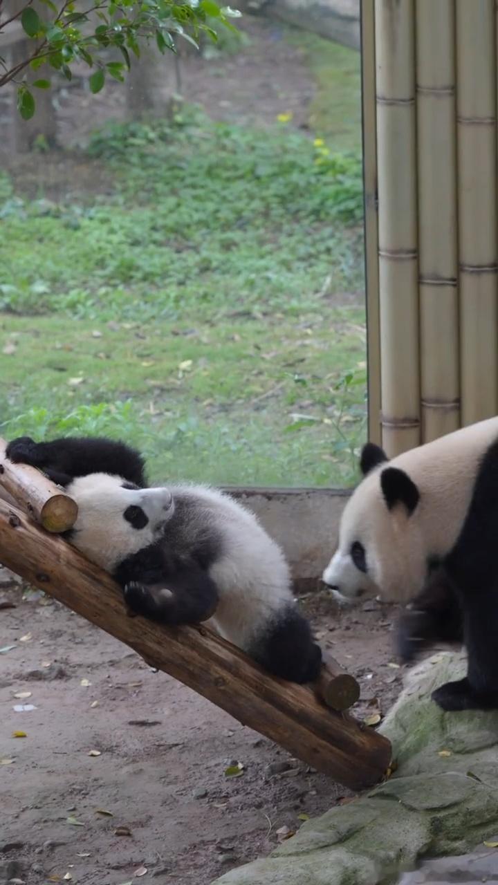 良月吸小月亮的D型小肚子，吓小月亮一跳 