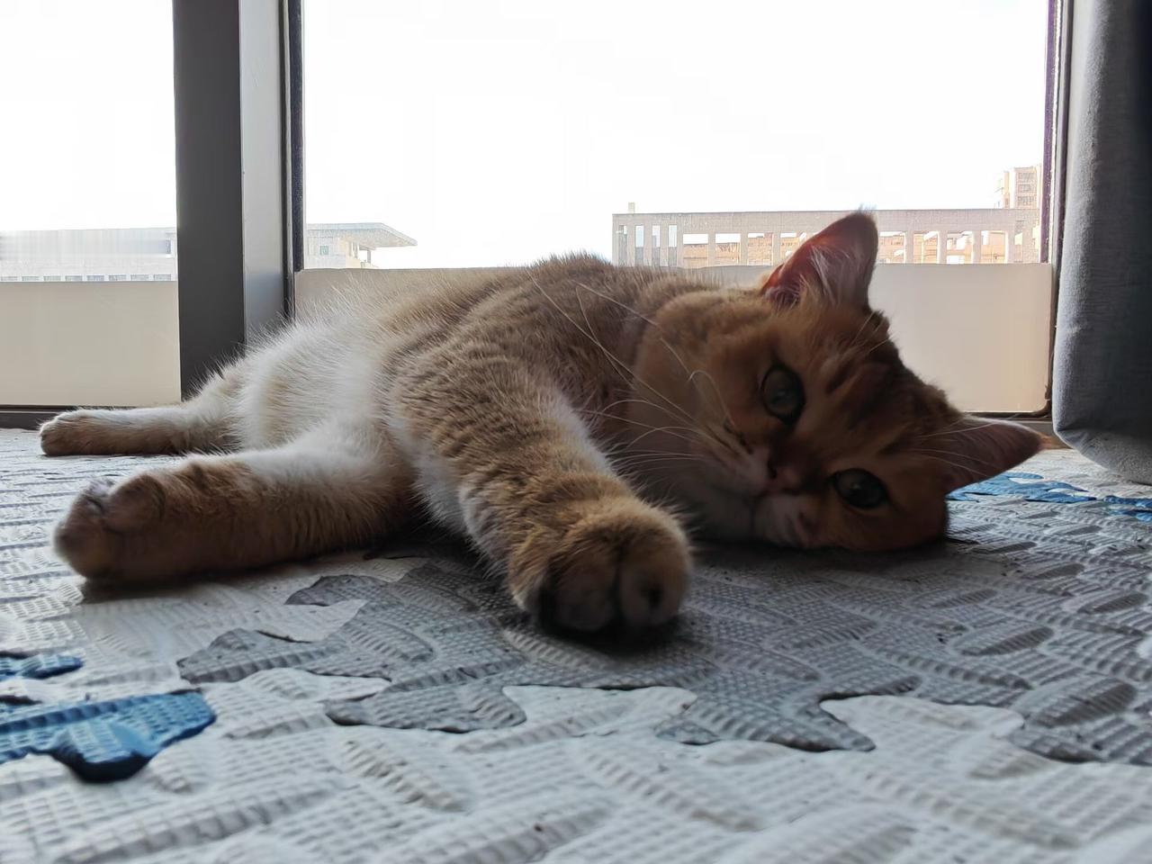 相册里最满意的照片看看我们家的小懒猫，太可爱了，这照片还可以吧[捂脸]