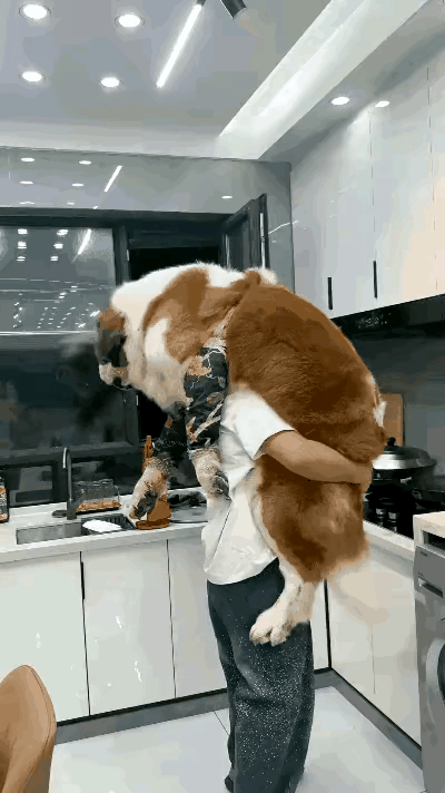 一位女子在厨房炒菜做饭时，竟将自家近百斤重的爱犬背在身上，一手托着狗的屁股，一手