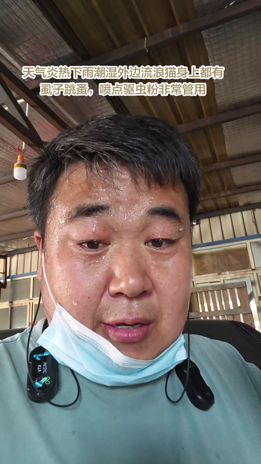 🩹刚喂流浪猫总担心它们被虱子跳蚤折磨？夏秋蚊虫多，给猫咪驱虫真的很重要！

1