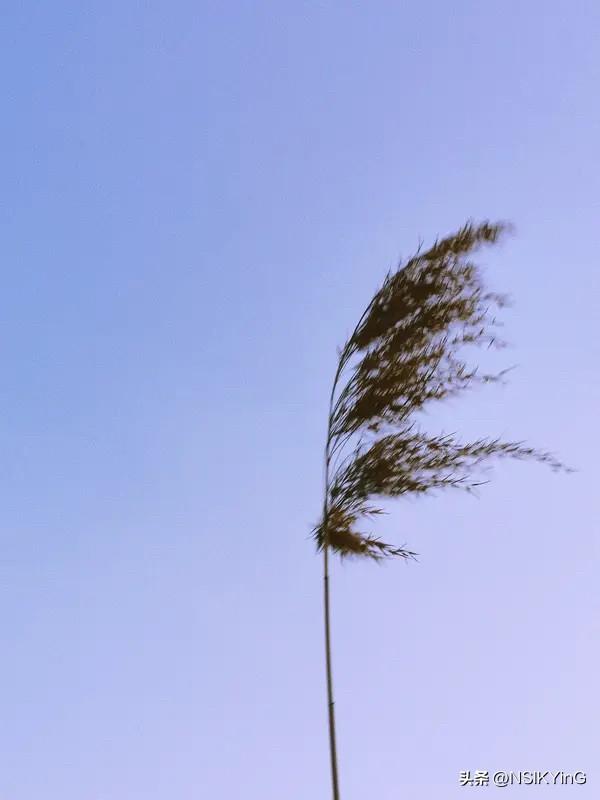 阳光正好，微风不燥，今天的温柔请签收。