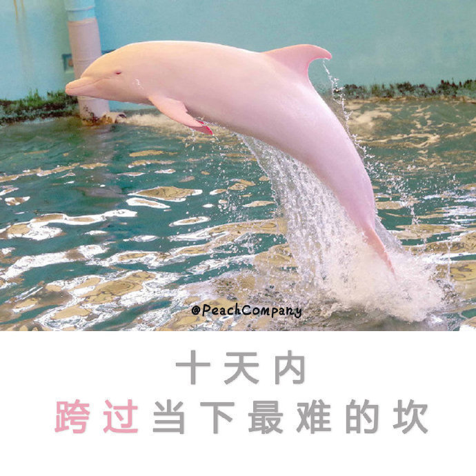 日常迷信，转发这只海豚，跨过当下最难的坎.... 