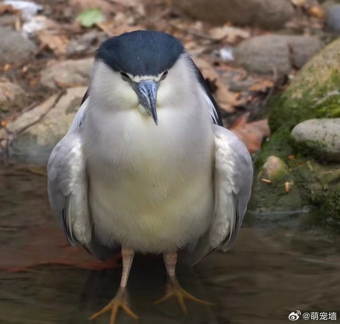 长这么大第一次见这么胖的夜鹭 