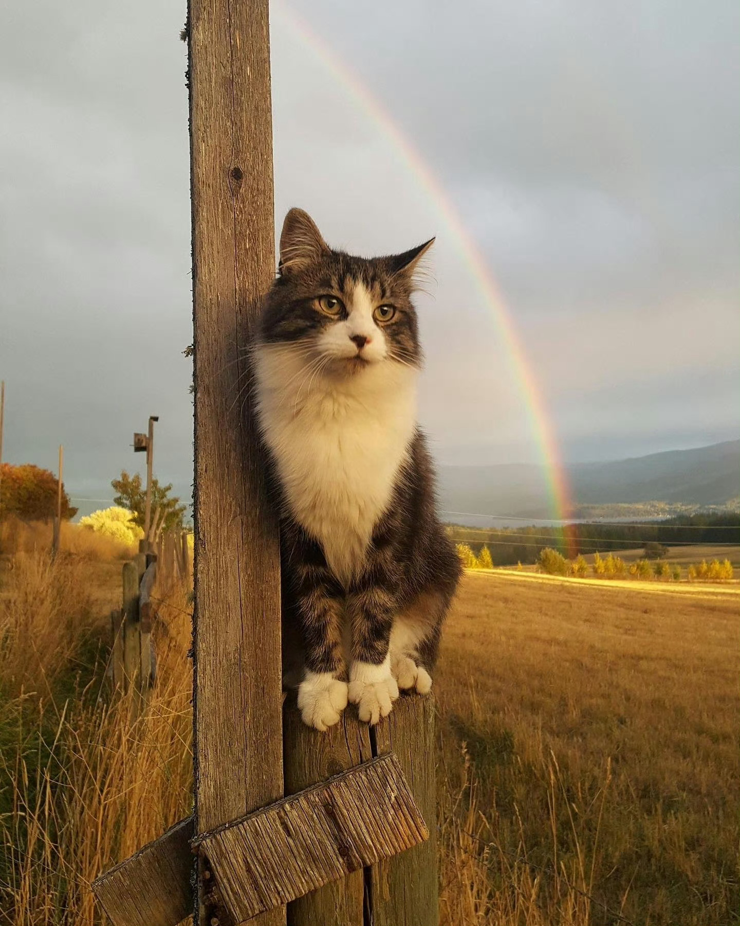 见猫咪彩虹者有好运🌈🐱 