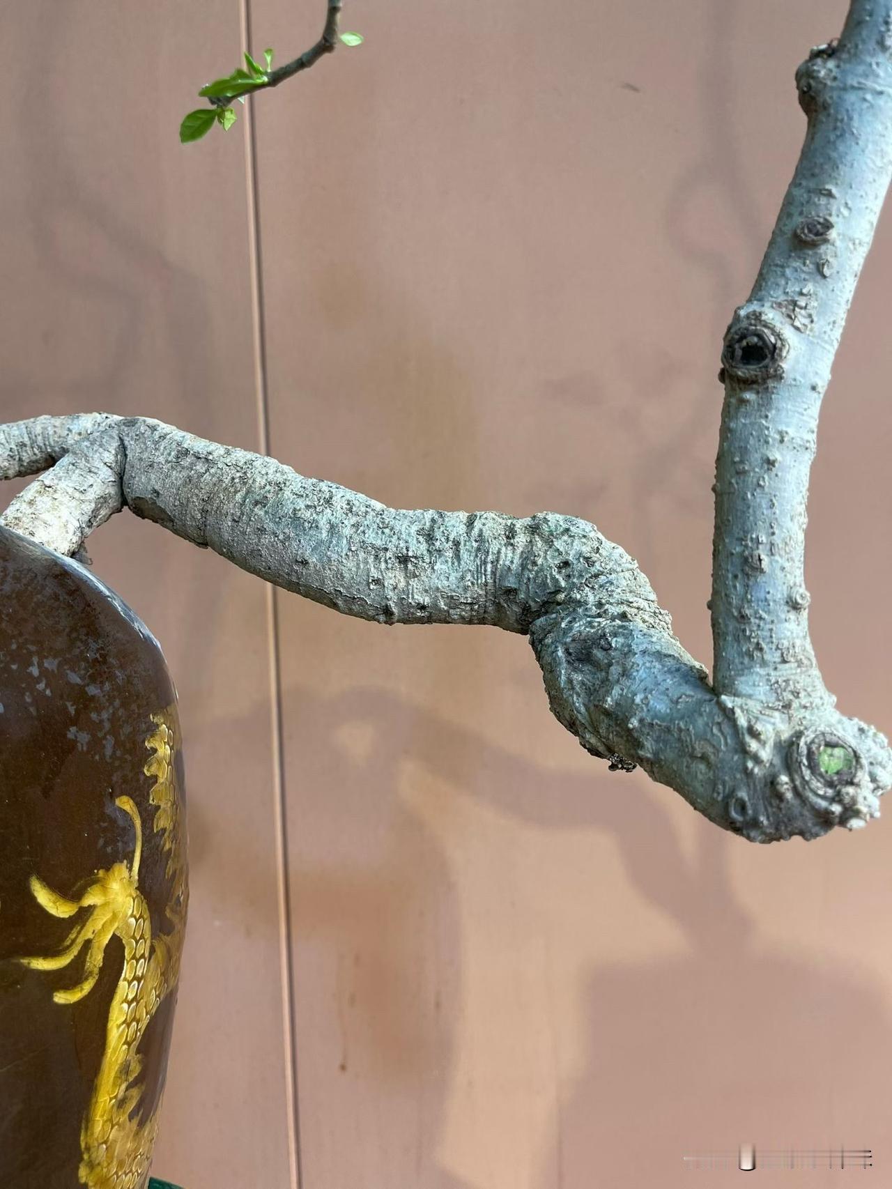 四季榄叶栀子花，肉桩花瓶艺术年功盆景。盆景