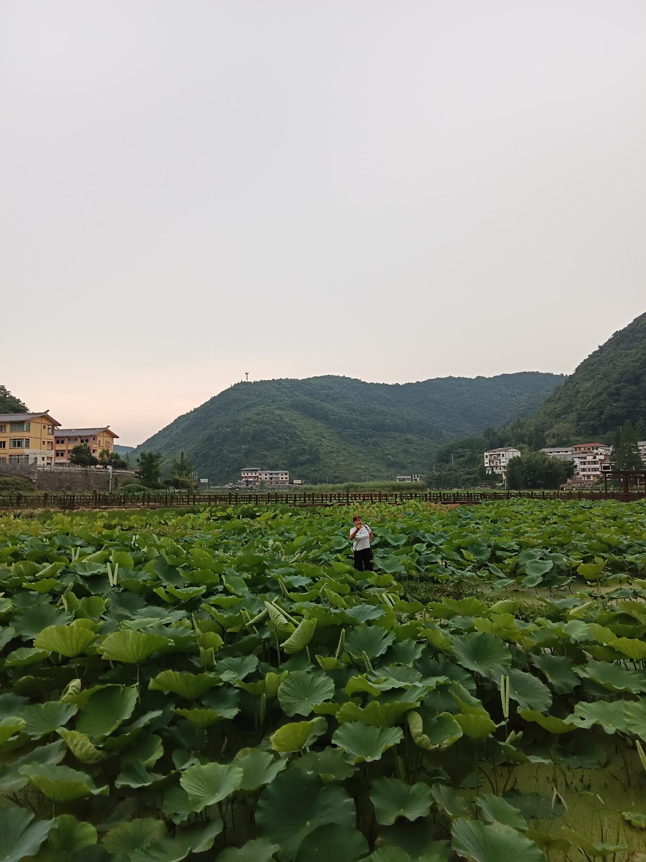 刷到这个上联“夏雨荷花艳”，盯着看了快十分钟，脑子里翻来覆去凑对仗。
夏雨是夏天